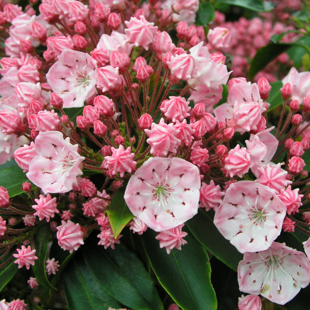 KALMIA LATIFOLIA TAWA-GLEN 6.0L