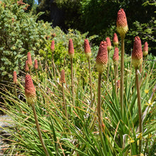 Load image into Gallery viewer, KNIPHOFIA GIANT RED 1.5L
