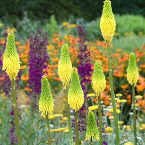 KNIPHOFIA GREEN LEMON 1.5L