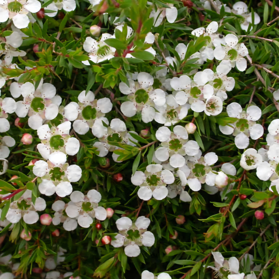 LEPTOSPERMUM WHITE CASCADE 4.0L