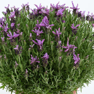 LAVENDER HYBRID LAVEANA VIOLET BLUE 1.5L