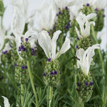 Load image into Gallery viewer, LAVENDER HYBRID LAVEANA WHITE 1.5L
