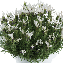 Load image into Gallery viewer, LAVENDER HYBRID LAVEANA WHITE 1.5L
