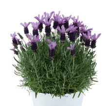 Load image into Gallery viewer, LAVENDER HYBRID LAVEANA VIOLET BLUE 1.5L
