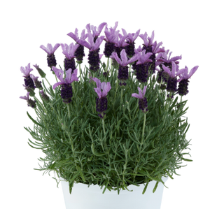 LAVENDER HYBRID LAVEANA VIOLET BLUE 1.5L