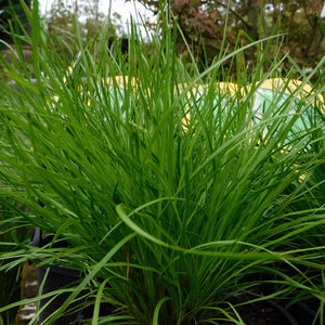 LOMANDRA LITTLE CON 13CM