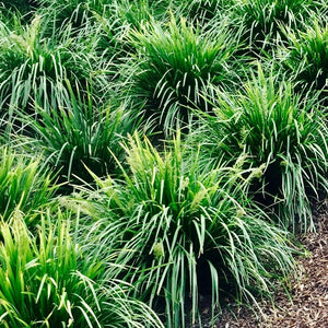 LOMANDRA EMERALD TIERS 3.3L