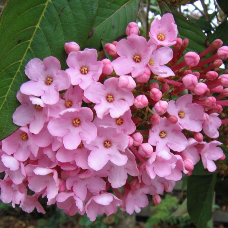 LUCULIA GRATISSIMA ROSEA 3.0L