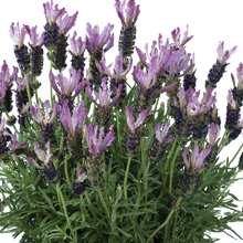 Load image into Gallery viewer, LAVENDER HYBRID LAVEANA GRAND PURPLE 1.5L
