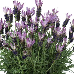 LAVENDER HYBRID LAVEANA GRAND PURPLE 1.5L