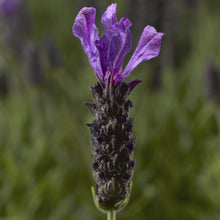 Load image into Gallery viewer, LAVENDER HYBRID JAVELIN 1.5L
