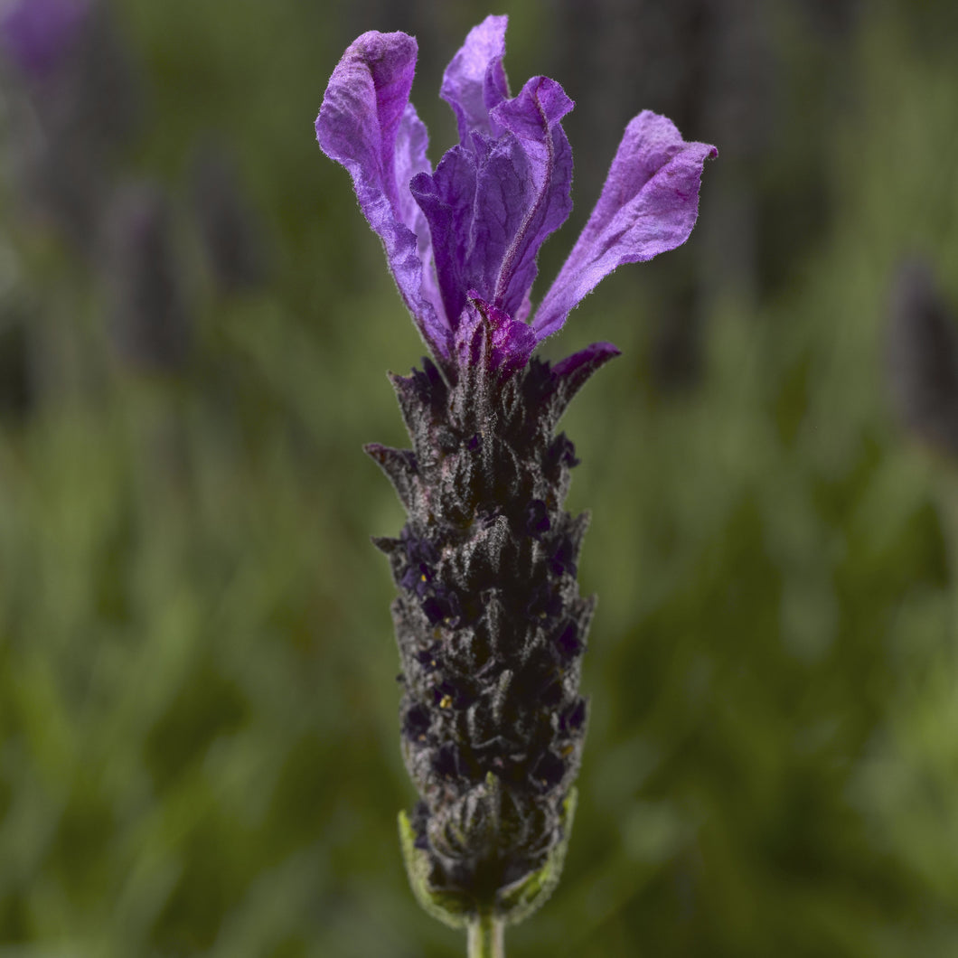 LAVENDER HYBRID JAVELIN 1.5L