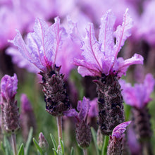 Load image into Gallery viewer, LAVENDER HYBRID THE QUEEN 1.5L
