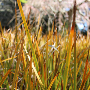 LIBERTIA GRANDIFLORA MIKOIKOI 2.5L