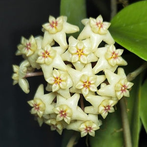 HOYA LIMONIACA