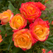 Load image into Gallery viewer, ROSE BUSH MINIATURE PATIO LITTLE SUNSET
