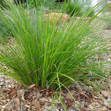 Load image into Gallery viewer, LOMANDRA TANIKA 1.3L
