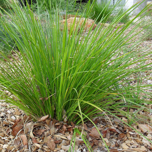 LOMANDRA TANIKA 1.3L