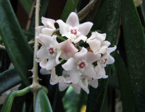 HOYA LONGIFOLIA 12CM