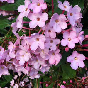 LUCULIA GRATISSIMA EARLY DAWN 3.0L