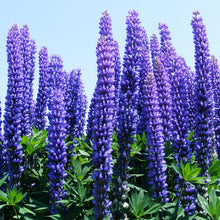 Load image into Gallery viewer, LUPIN ISRAELI BLUE 14CM
