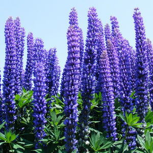 LUPIN ISRAELI BLUE 14CM