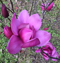 Load image into Gallery viewer, MAGNOLIA SUMMER MAGIC PB18
