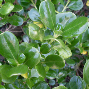 COPROSMA REPENS TAUPATA PB2