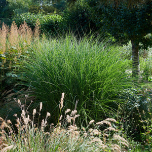 MISCANTHUS SINENSIS GRACILLIMUS 3.3L