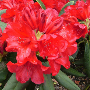 RHODODENDRON WITCHERY 2.5L