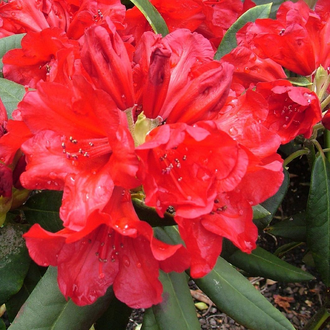 RHODODENDRON WITCHERY 2.5L