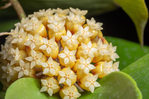 HOYA NICHOLSONIAE