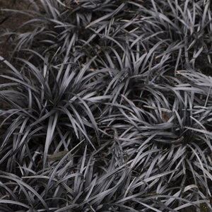 OPHIOPOGON BLACK DRAGON MONDO GRASS 9CM