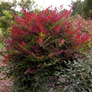 NANDINA OBSESSION 6.0L