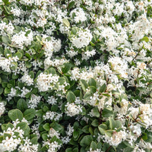 Load image into Gallery viewer, OSMANTHUS PEARLY GATES 2.4L
