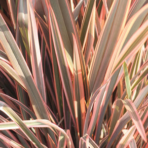 PHORMIUM RAINBOW CHIEF 3.3L