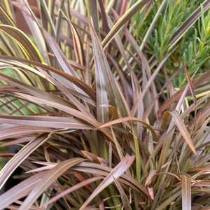 PHORMIUM SWEET MIST 2.1L