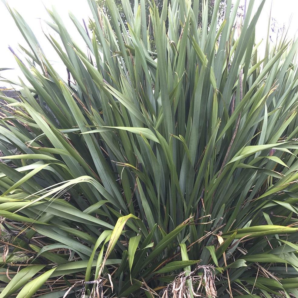 PHORMIUM TENAX HAREKEKE 1.3L