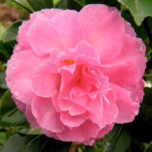 Load image into Gallery viewer, CAMELLIA HYBRID MARGE MILLAR 6.0L 90CM STANDARD
