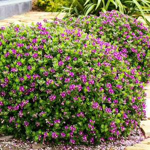 POLYGALA PETITE BUTTERFLY 1.9L