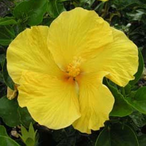 HIBISCUS FIJIAN FIJI GOLD