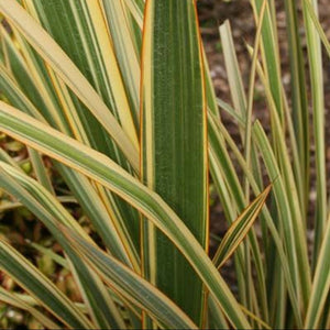 PHORMIUM GOLDEN RAY 3.3L