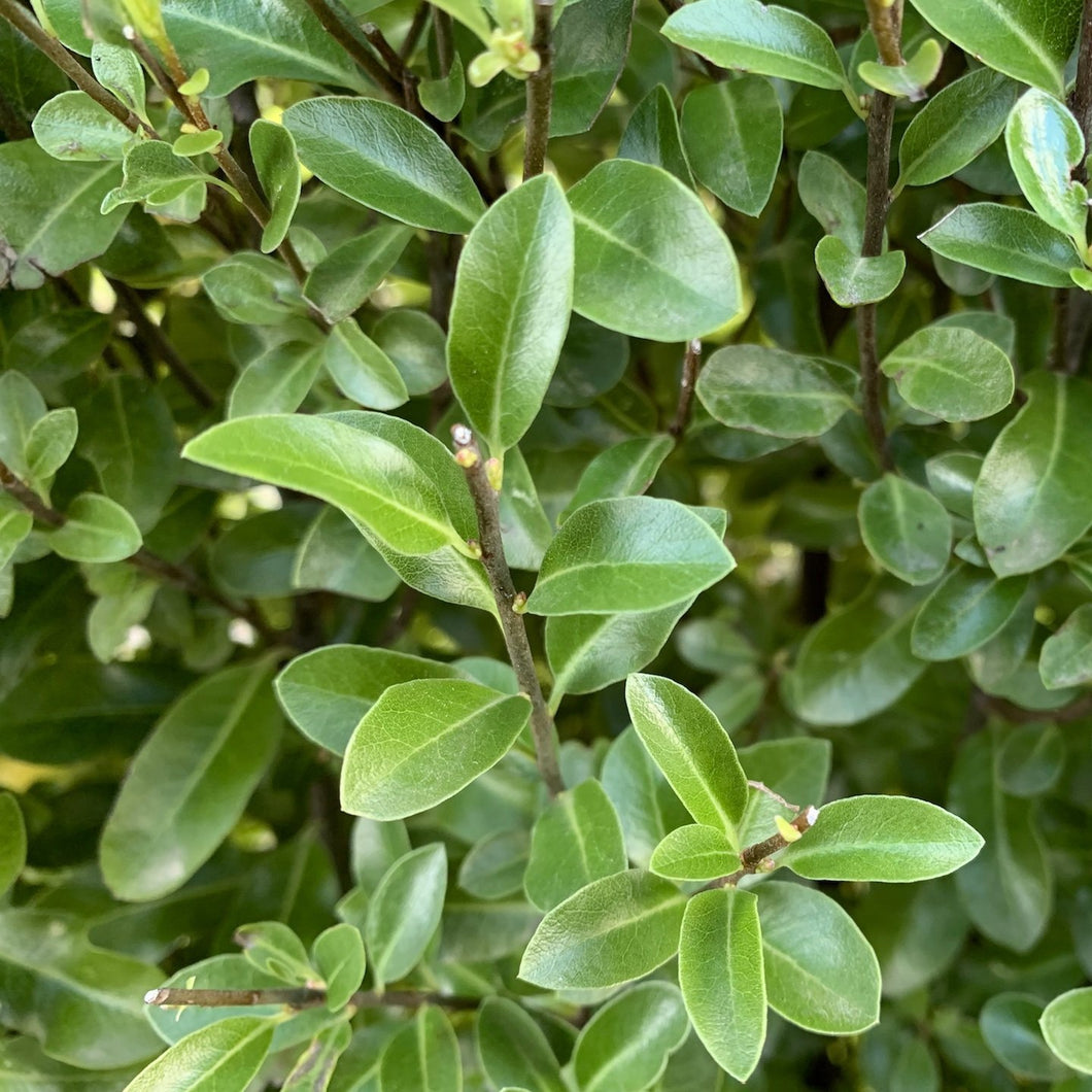 PITTOSPORUM TENUIFOLIUM JADE 10.0L