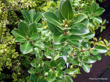 Load image into Gallery viewer, PITTOSPORUM CRASSIFOLIUM STEPHENS ISLAND KARO 6.0L
