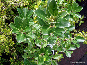 PITTOSPORUM CRASSIFOLIUM STEPHENS ISLAND KARO 6.0L