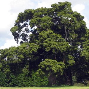 PODOCARPUS TOTARA 4.0L