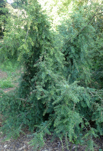 PODOCARPUS TOTARA PENDULA PB18