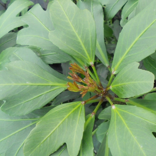 PSEUDOPANAX EMERALD FINGERS 3.3L