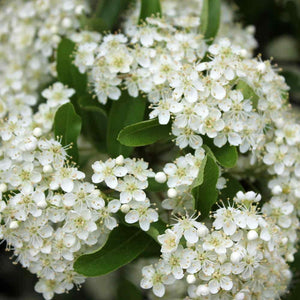 PYRACANTHA BRILLIANT 15.0L