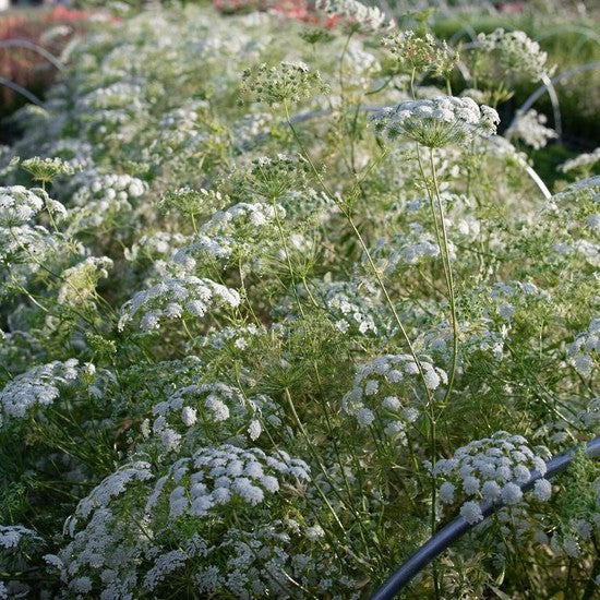 DAUCUS QUEEN ANNES LACE QUEEN OF AFRICA 14CM